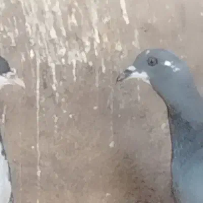 کفتر بی بوم تازه گرفتم|پرنده|تربت‌حیدریه, پائین ولایت|دیوار