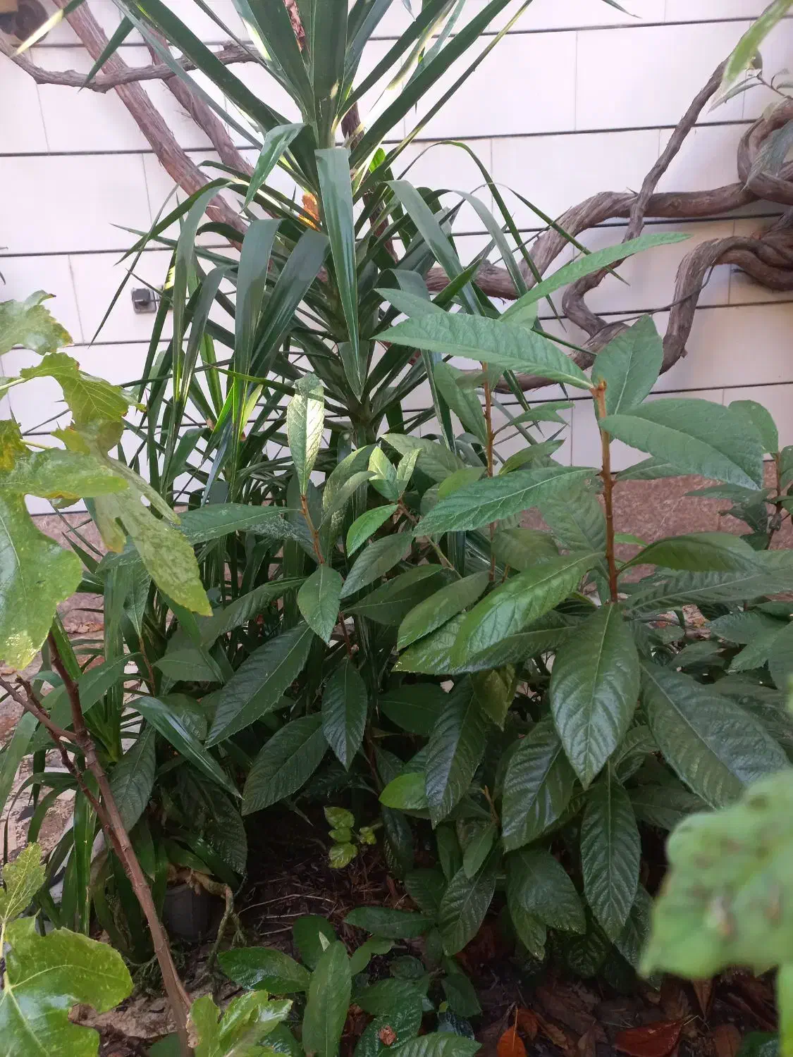 نهال ازگیل و گل یوکا کاکتوس سانسورها خرفه|گل و گیاه طبیعی|گنبد کاووس, |دیوار