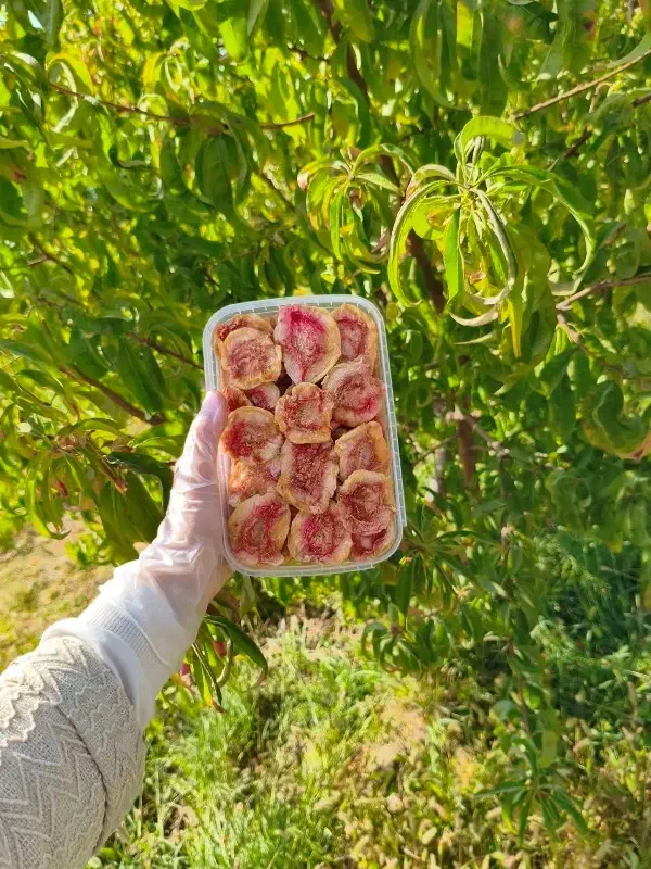 ارسال را یگان آلو بخارا گوشتی جمعه به سراسر مشهد|خوردنی و آشامیدنی|مشهد, بهاران|دیوار