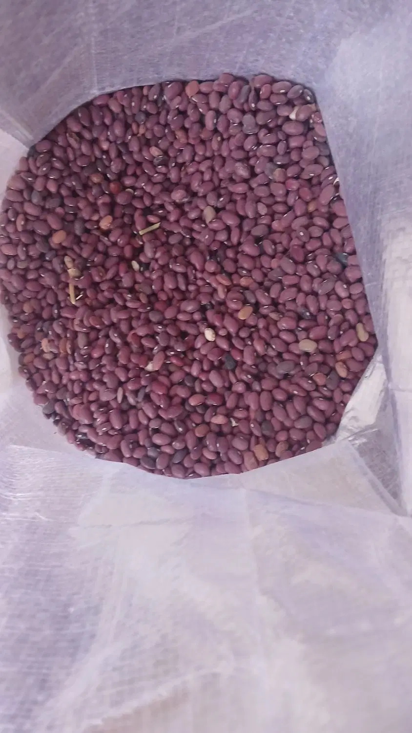لوبیا چیتی|خوردنی و آشامیدنی|شیراز, گویم|دیوار