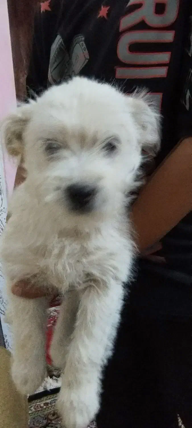 سگ پاکوتاه|سگ|رفسنجان, |دیوار