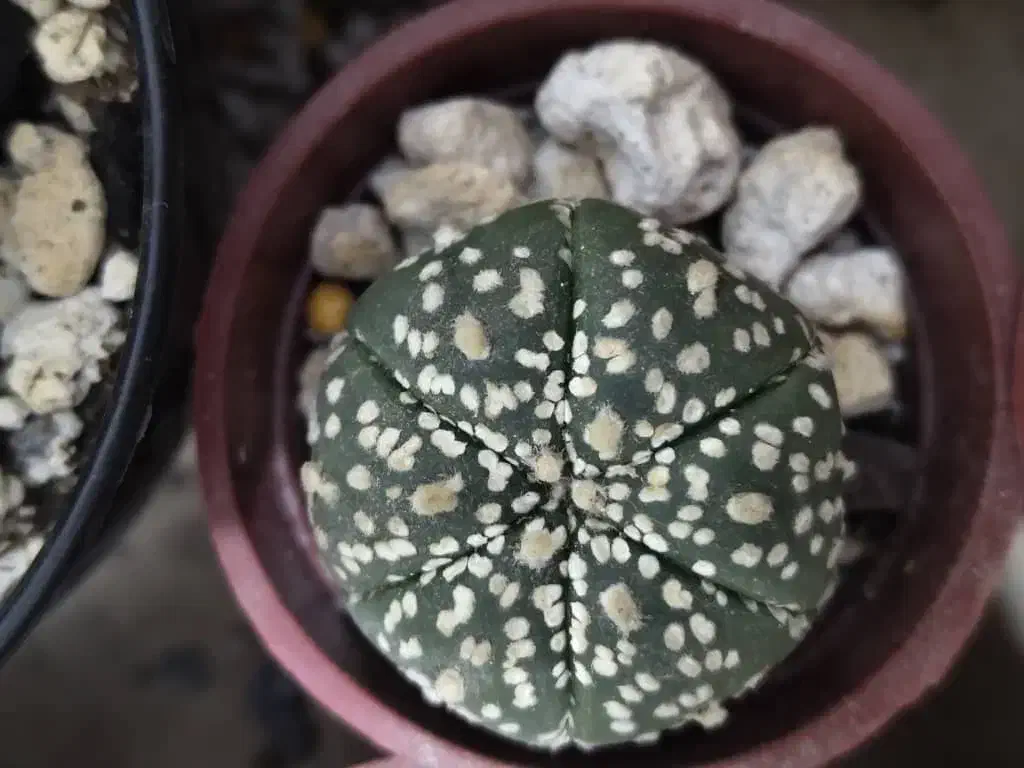 استریاس|گل و گیاه طبیعی|تهران, سلیمانی|دیوار