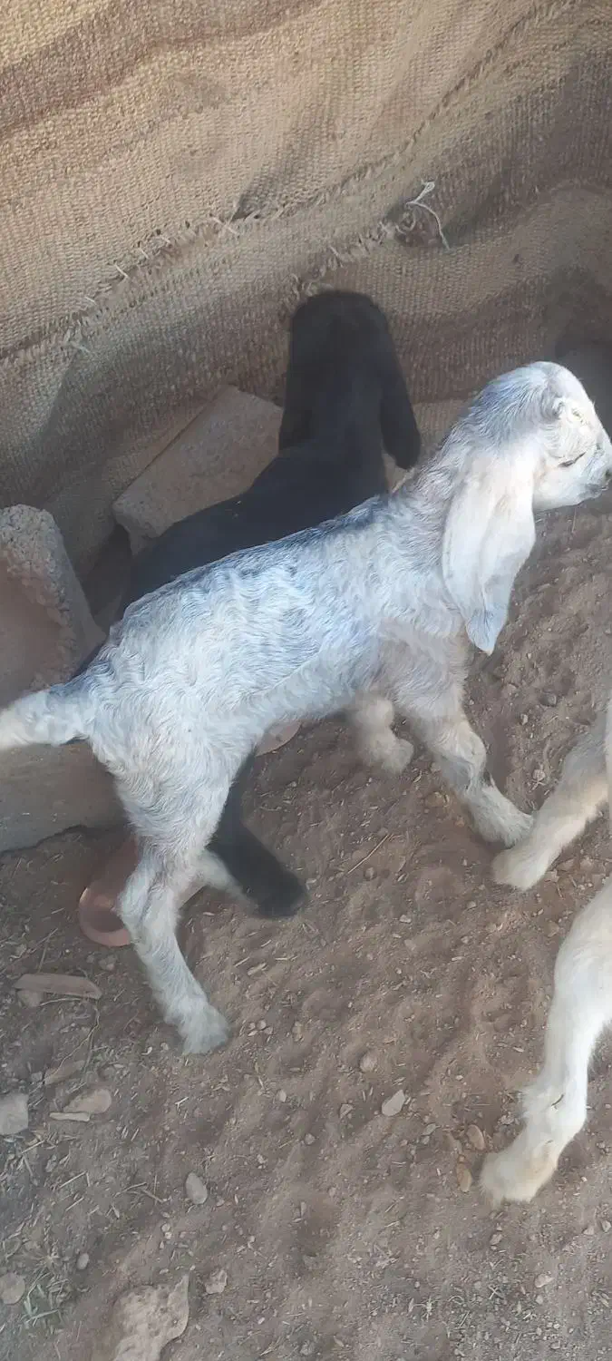 کهره شیری|حیوانات مزرعه|شبانکاره, |دیوار