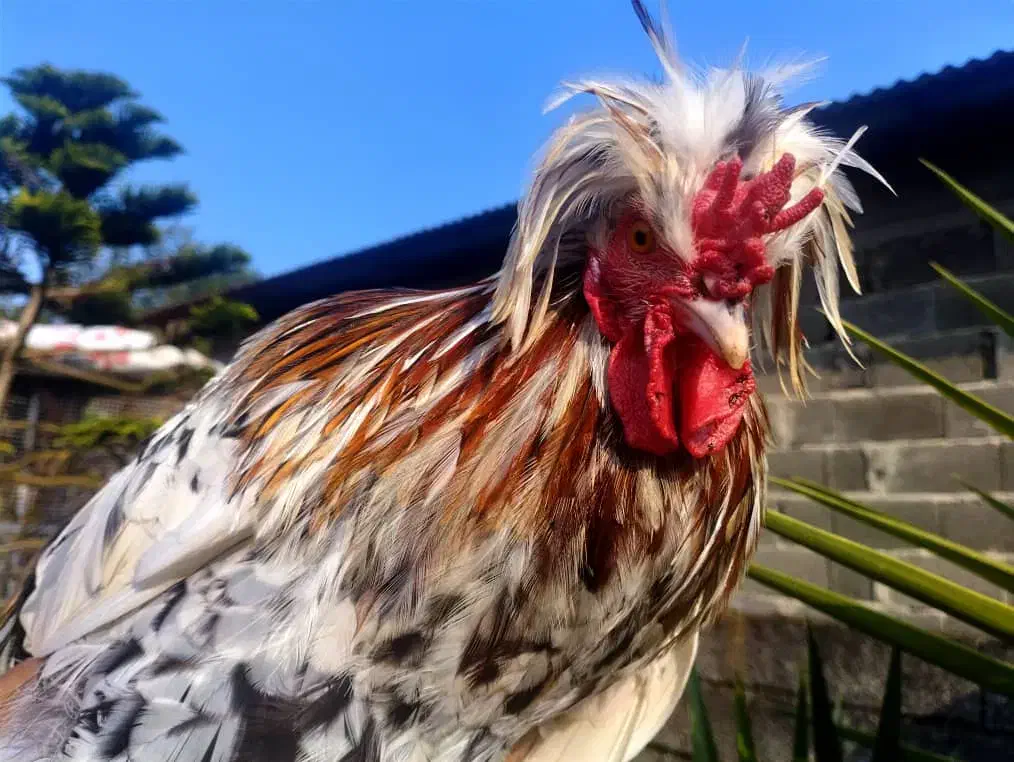 خروس سلطان|حیوانات مزرعه|چابکسر, |دیوار