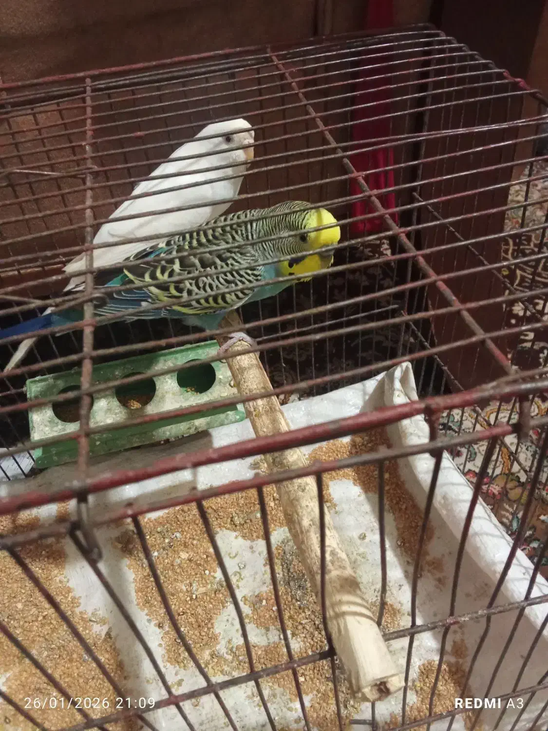 مرغ عشق با تخم|پرنده|بندر ماهشهر, |دیوار