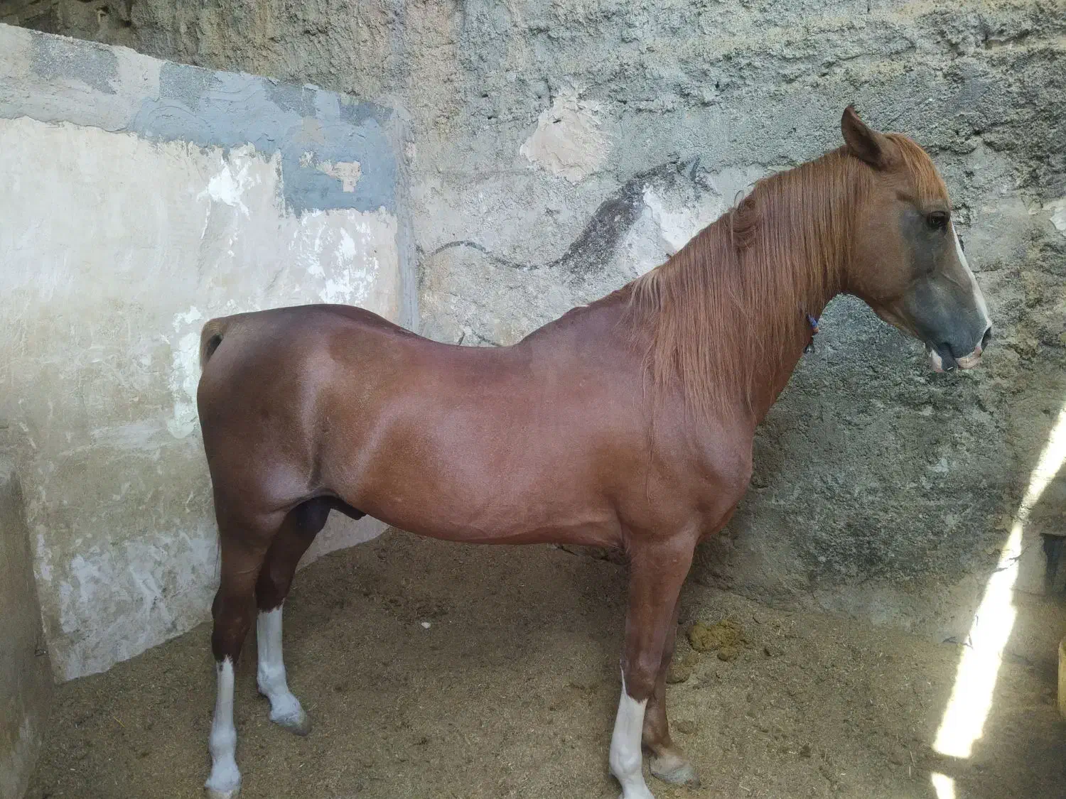 فروش تعدادی اسب سلطنتی|اسب و تجهیزات اسبسواری|خمینیشهر, |دیوار