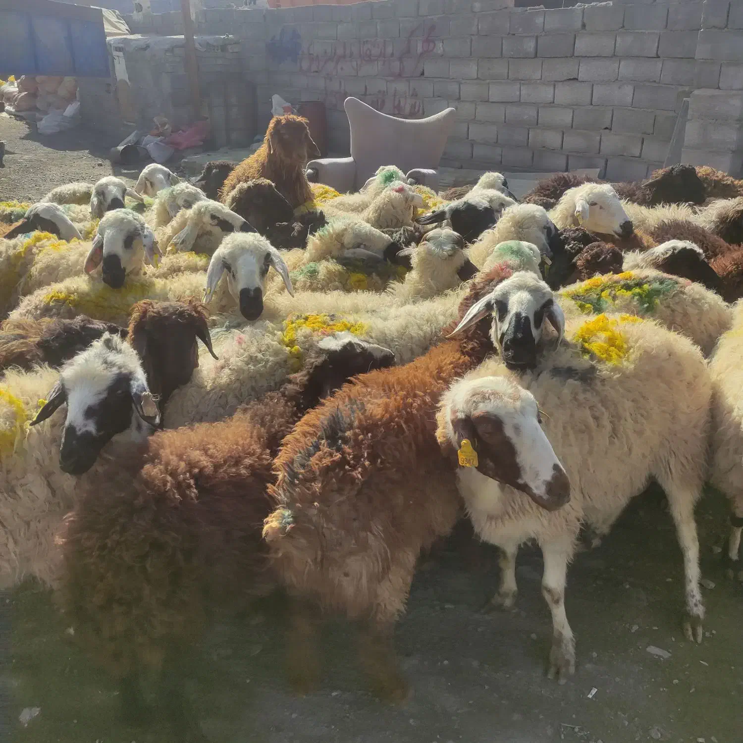 گوسفند زنده باسکول قیمت مناسب|حیوانات مزرعه|مشهد, نوید|دیوار