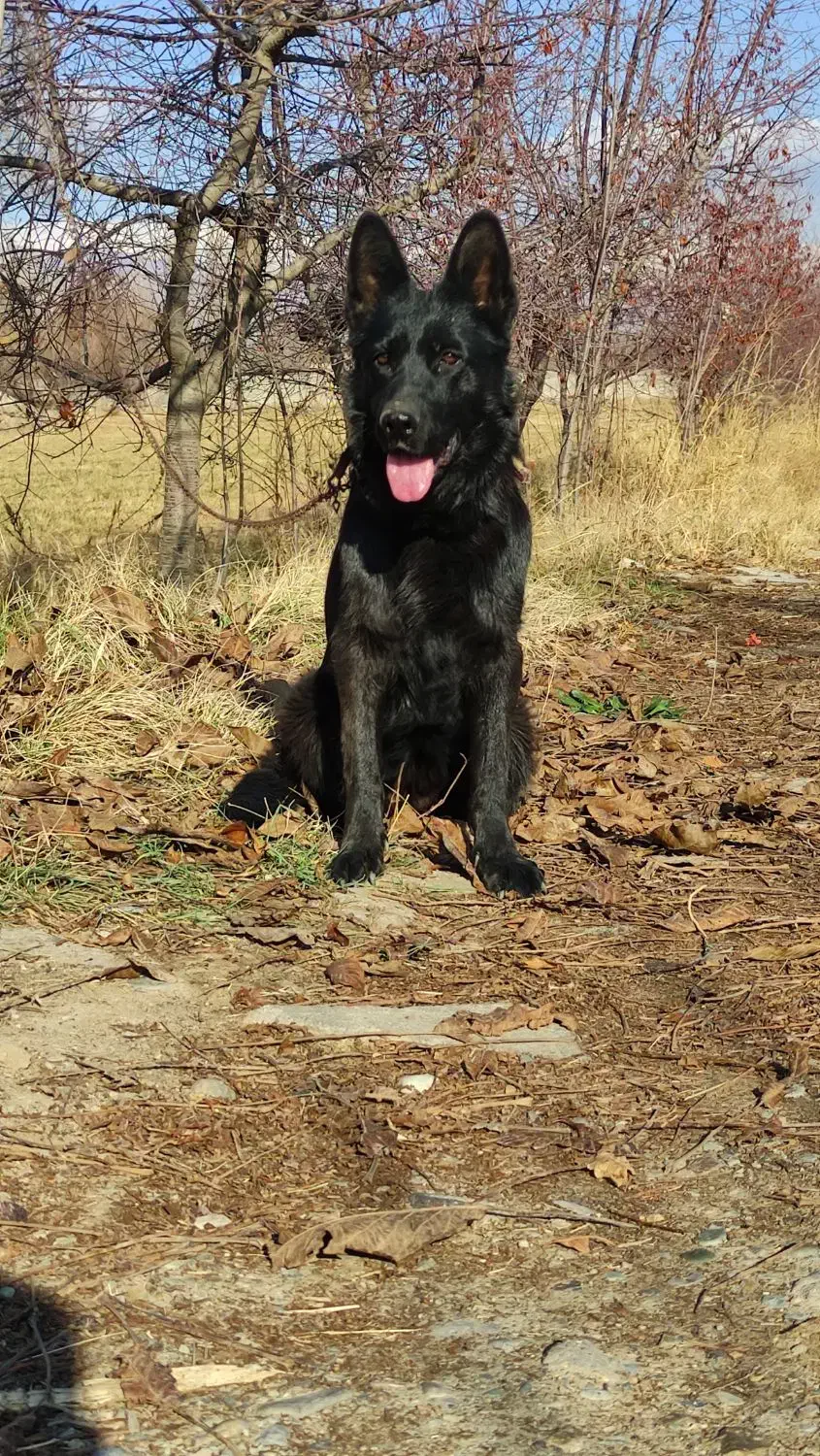 ژرمن بلک|سگ|هشتگرد, قاسم آباد بزرگ|دیوار