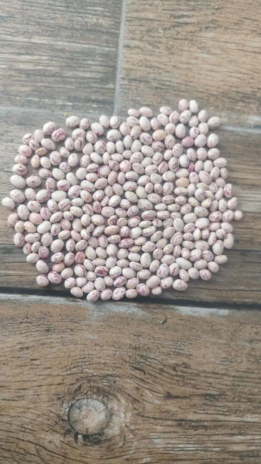 لوبیا چیتی اعلا بوجاری شده|خوردنی و آشامیدنی|تهران, عباسی|دیوار