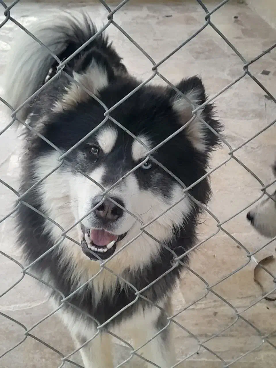 سگ هاسکی|سگ|خمینیشهر, |دیوار