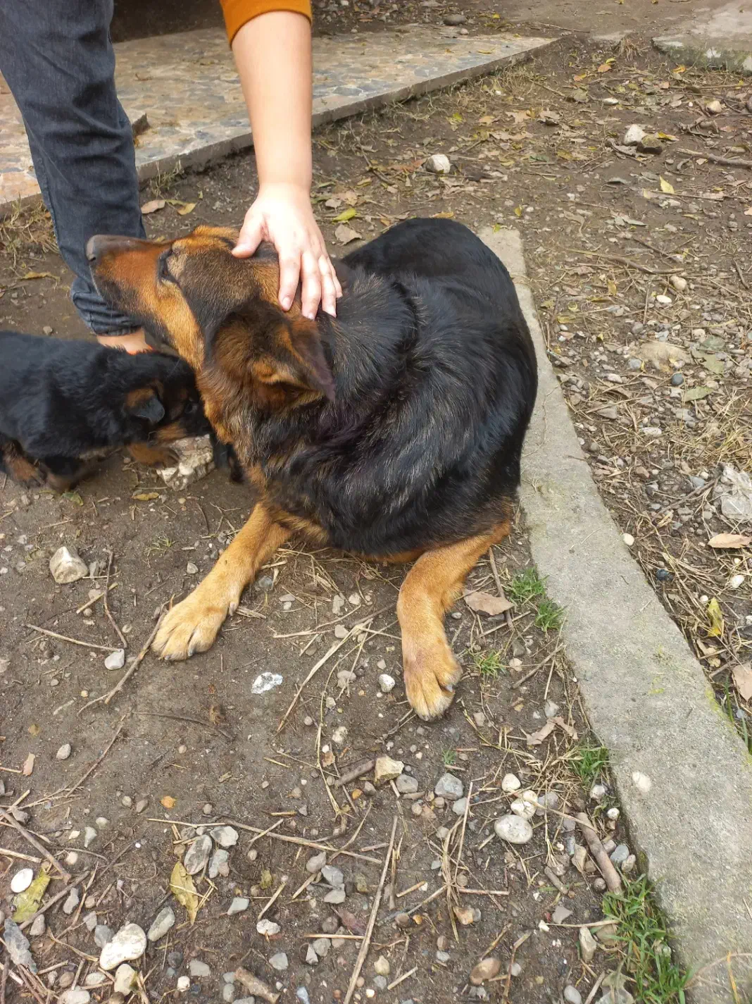 اصیل و مناسب|سگ|نوشهر, |دیوار