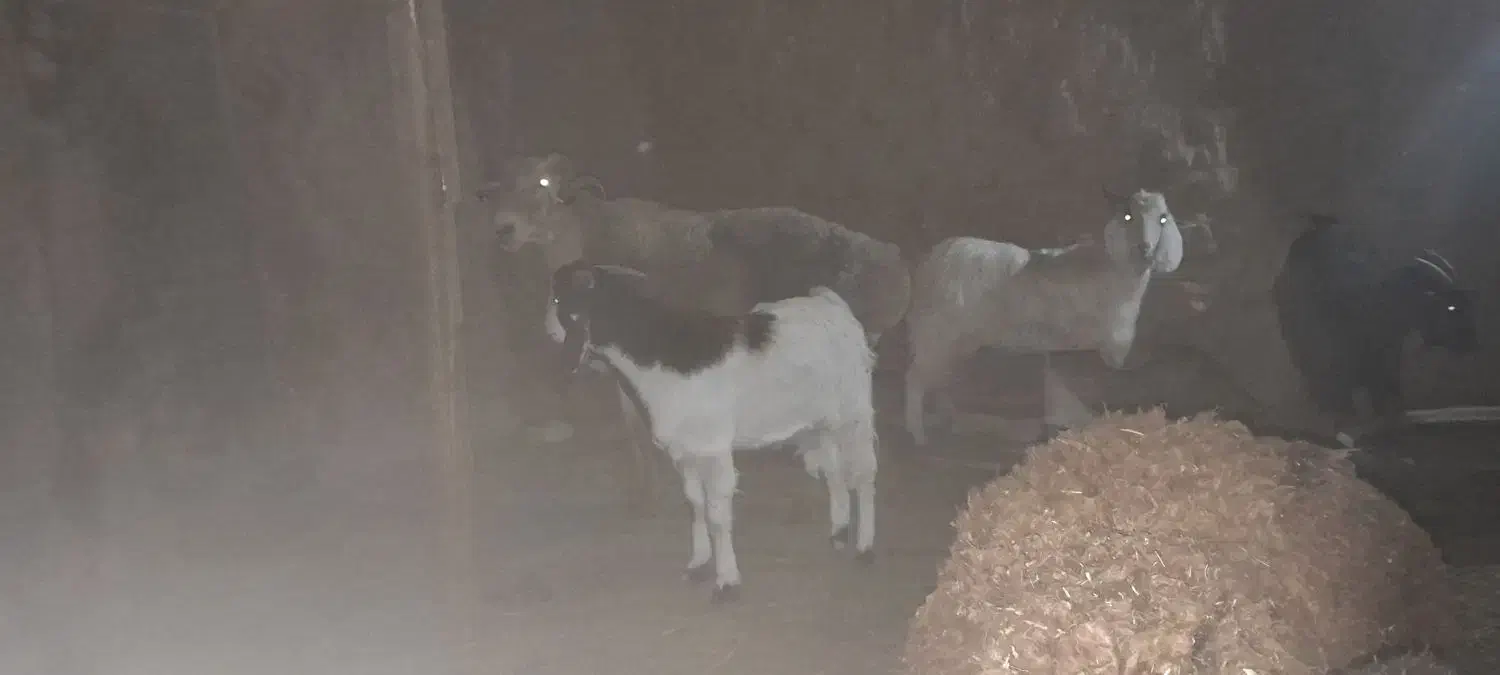 قوچ چینی درجه یک چاق|حیوانات مزرعه|زیرکوه, |دیوار