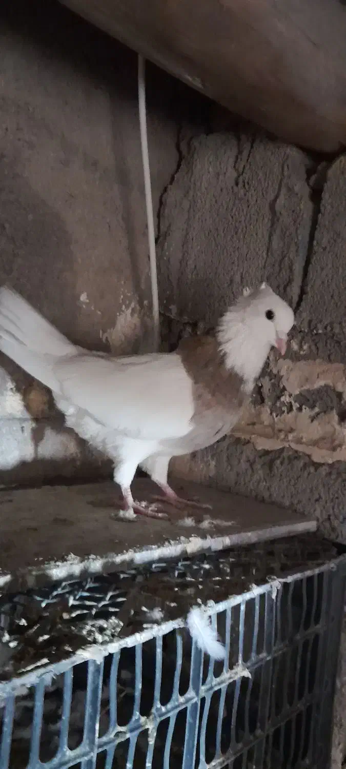 طوقی نر درشت و جوان|پرنده|سریش آباد, |دیوار