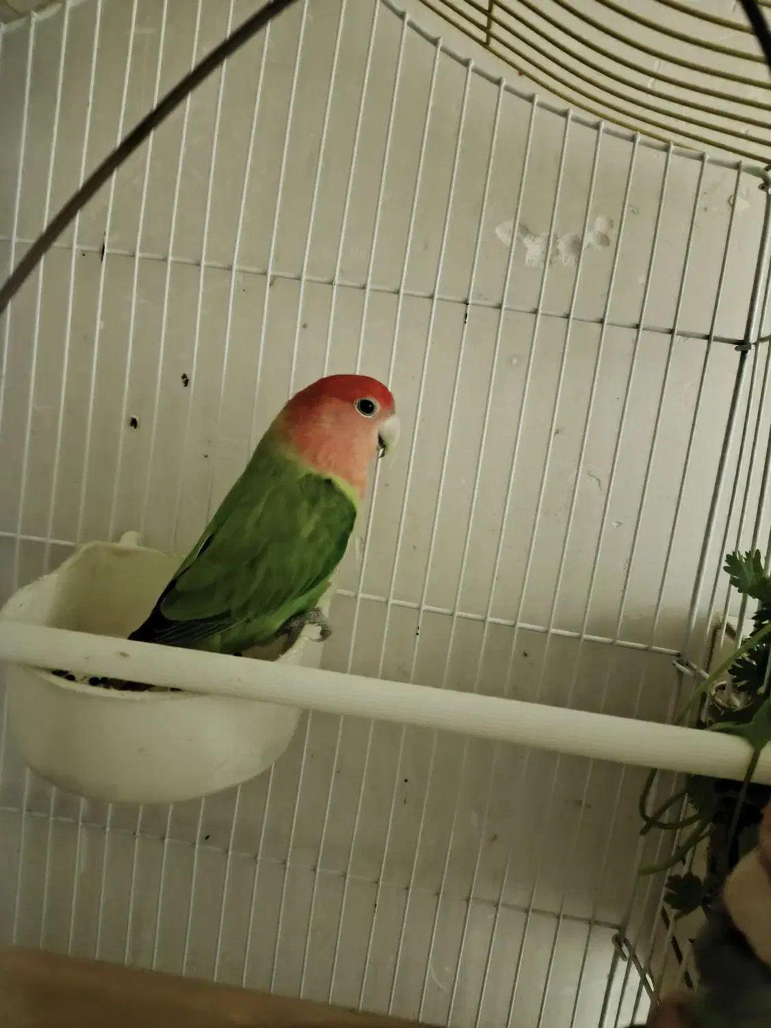 طوطی برزیلی نر|پرنده|فردیس, شهرک شهید حسینی|دیوار