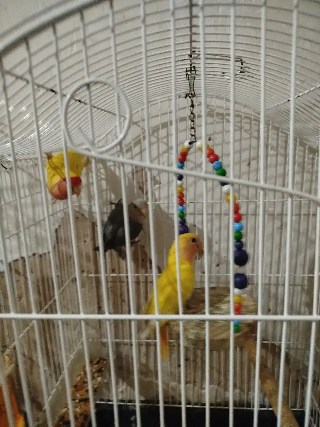 طوطی برزیلی|پرنده|قزوین, |دیوار