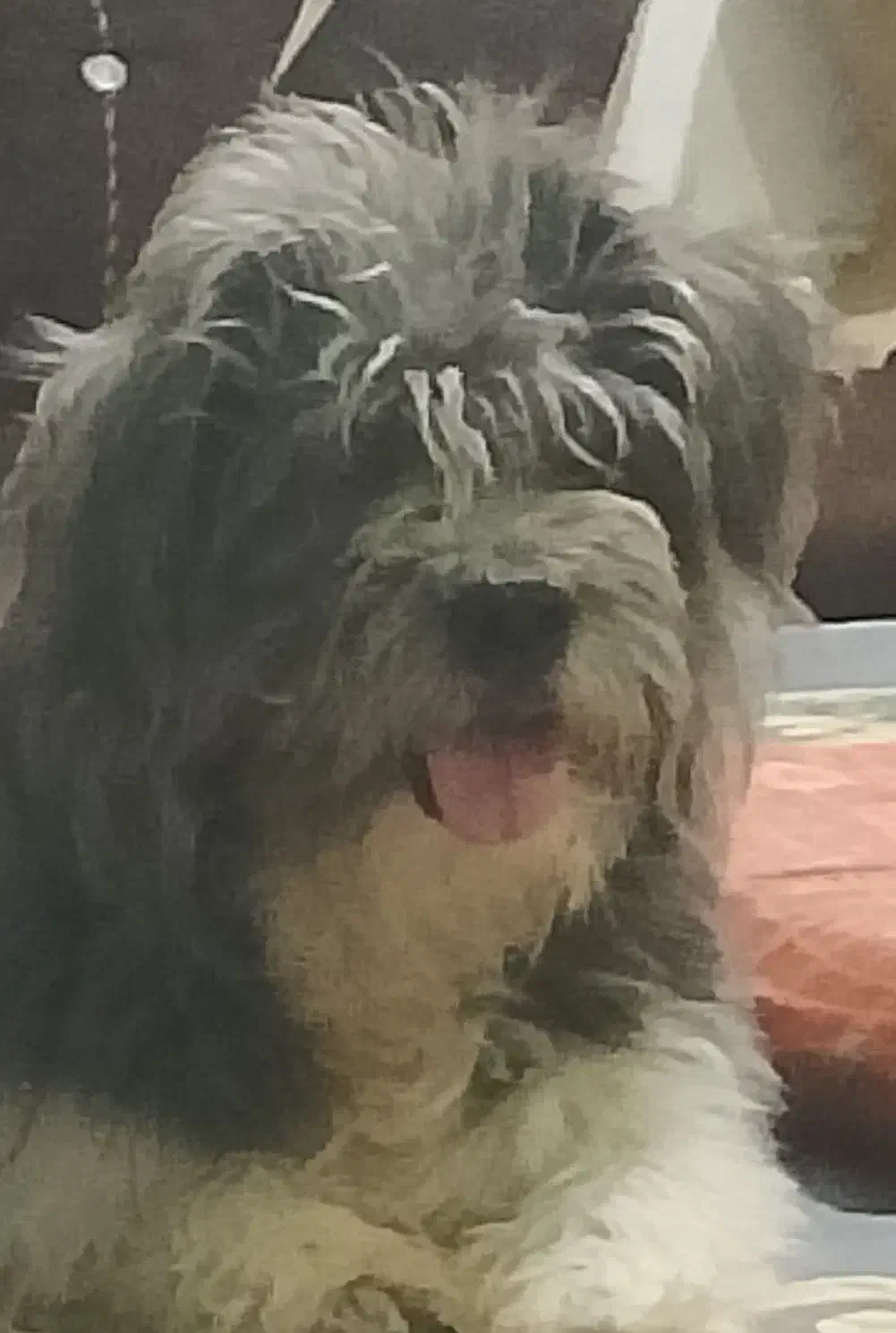 گمشده|سگ|آبادان, |دیوار