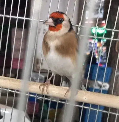 سهره جوجه و (جفتی )|پرنده|تهران, خاوران|دیوار