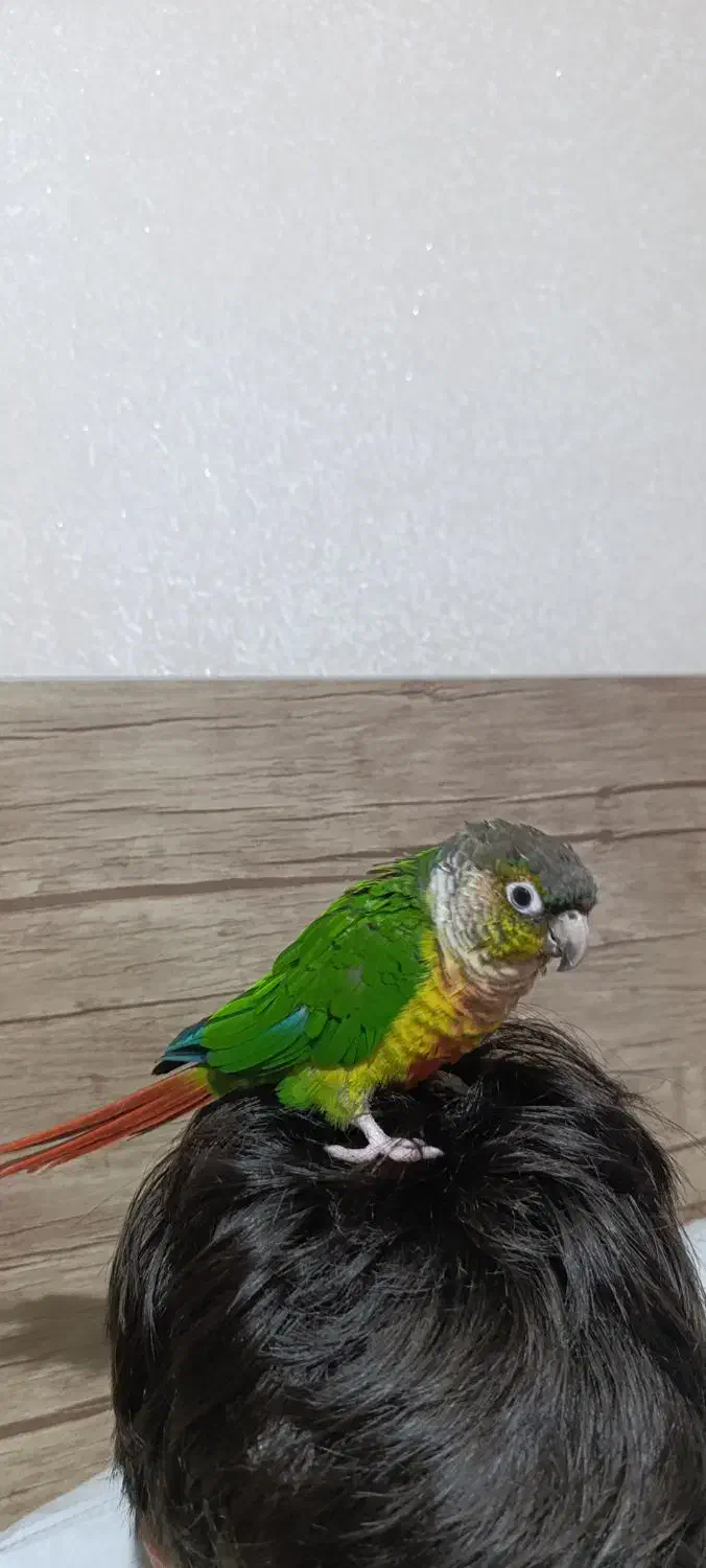 گرینچیک سخنگو نر|پرنده|رشت, کوی مهر|دیوار