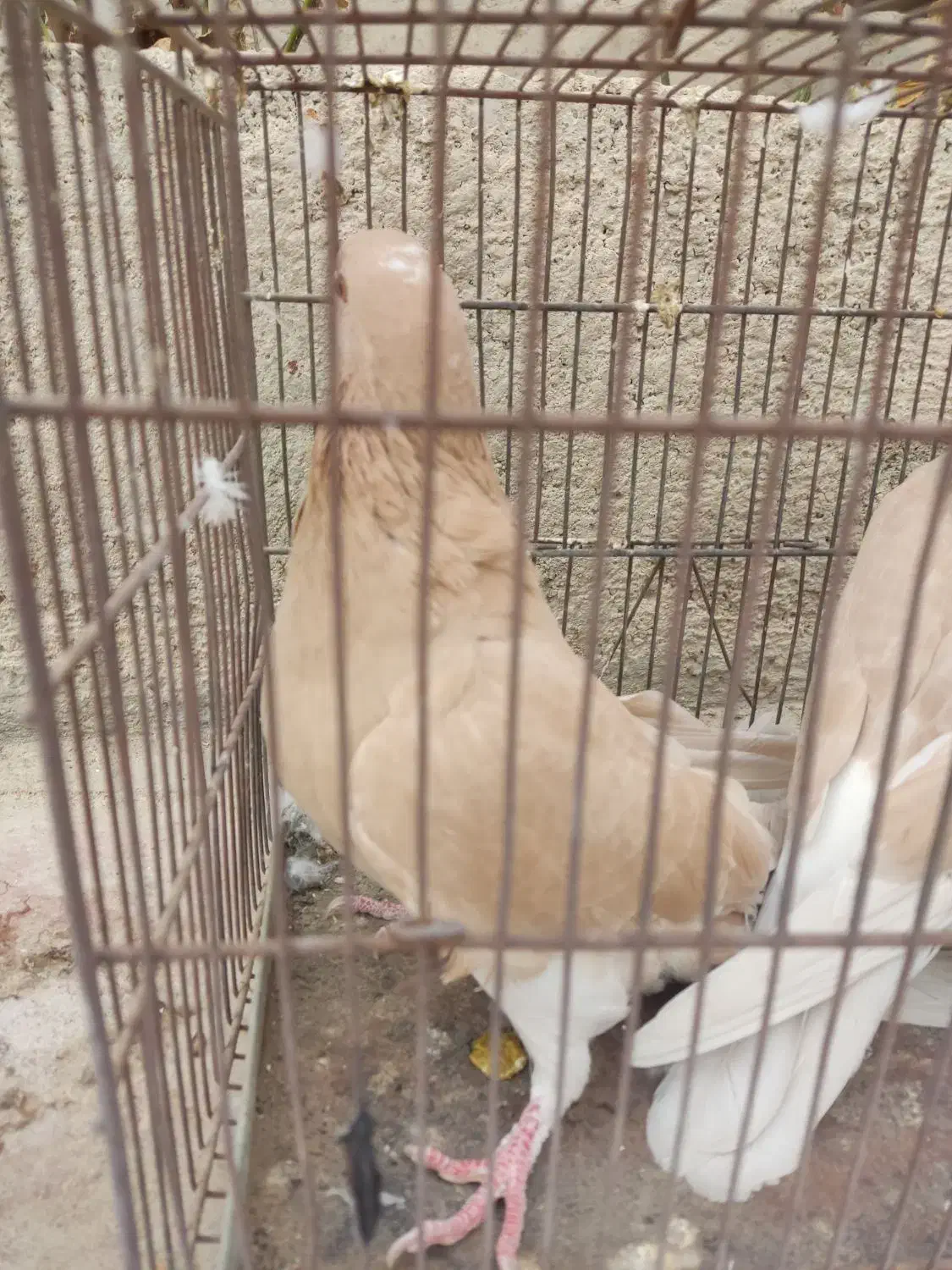 کبوتر هم‌ کود موقلوف|پرنده|کازرون, |دیوار