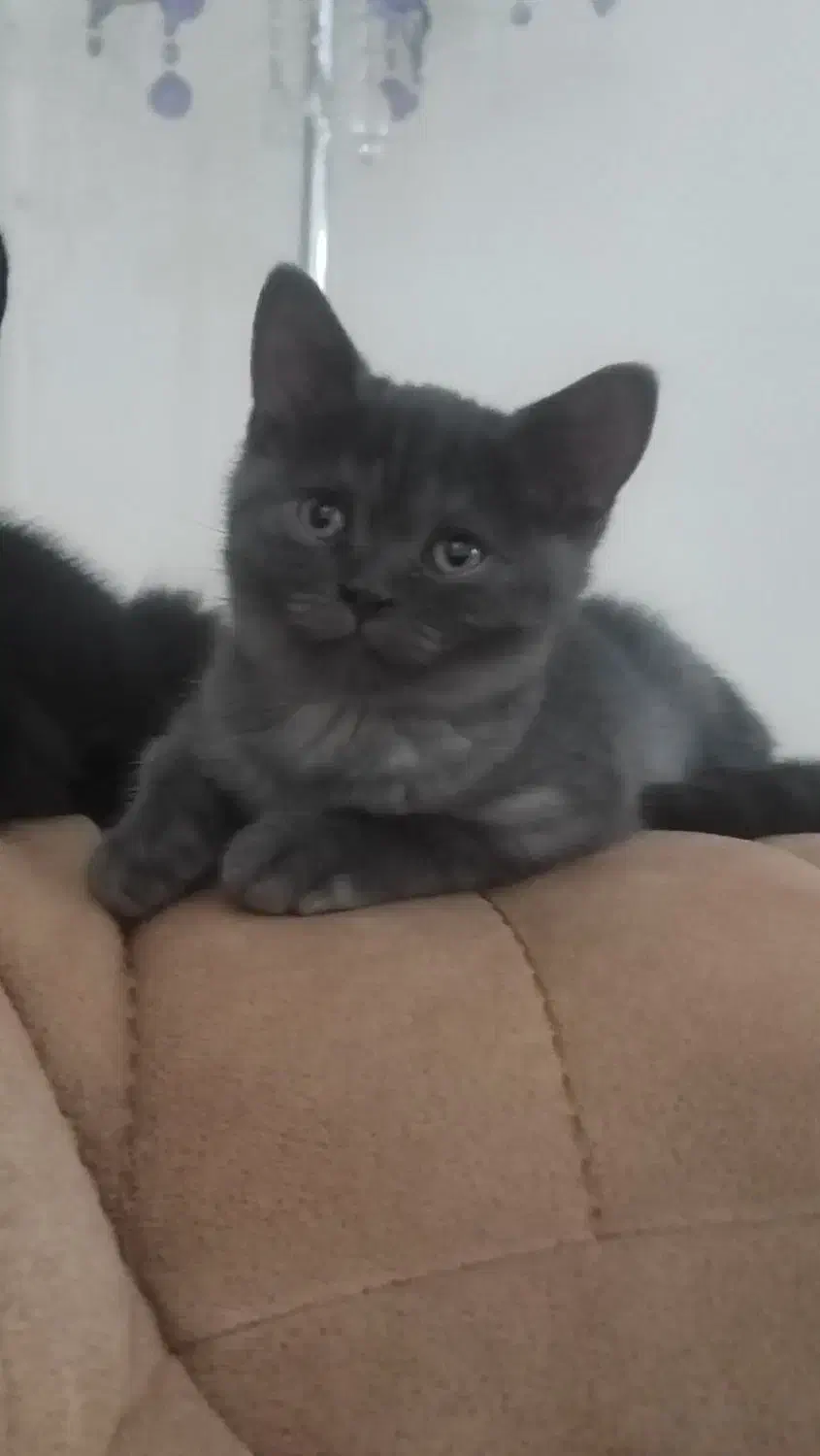 بچه گربه بریتیش سیلور بلو|گربه|تهران, گلستان (شهرک راه آهن)|دیوار