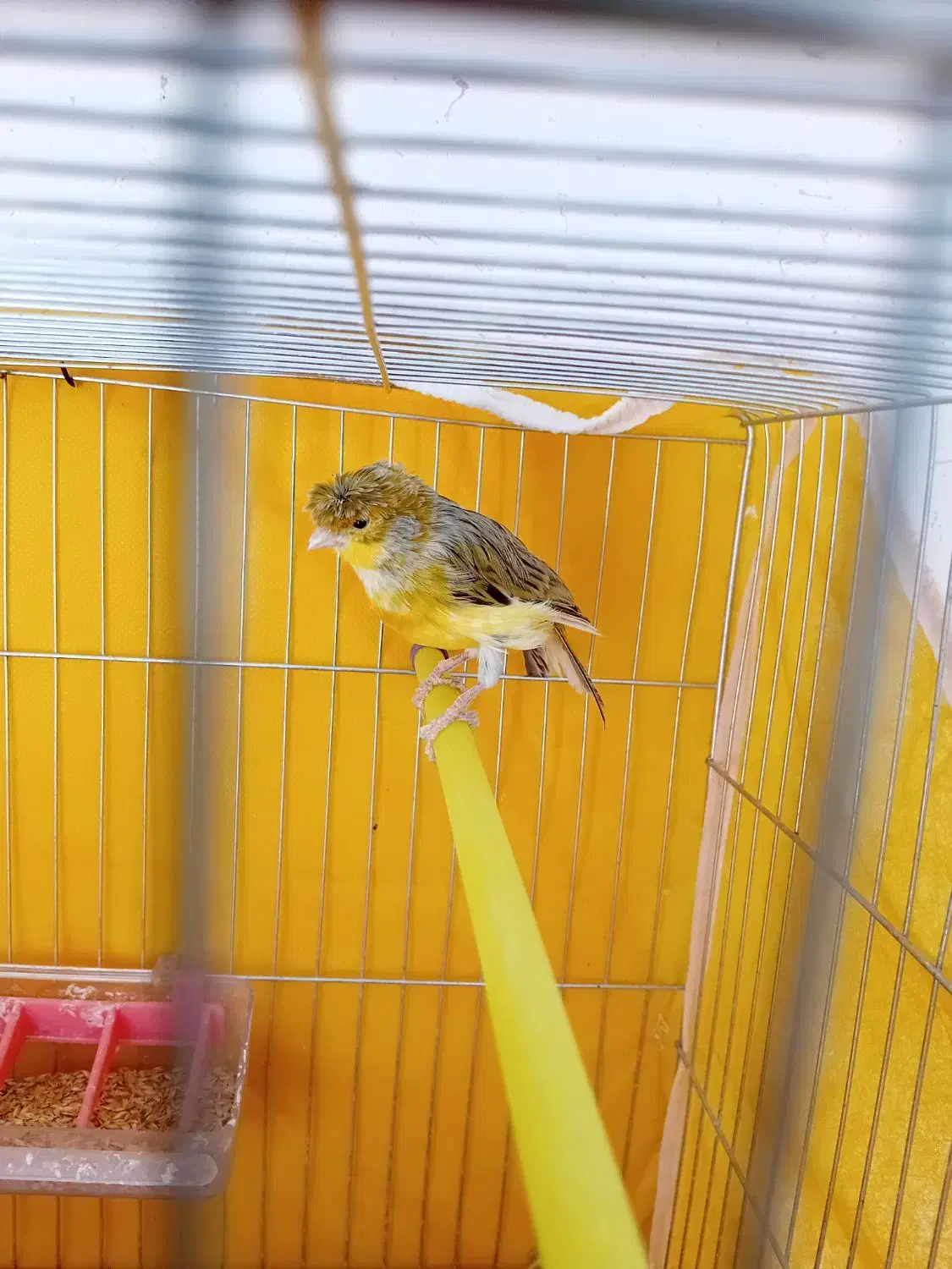 قناری نر کاکلی|پرنده|فولادشهر, مسکن مهر فولادشهر|دیوار