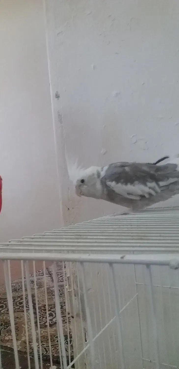 عروس هلندی|پرنده|مشهد, نیزه|دیوار