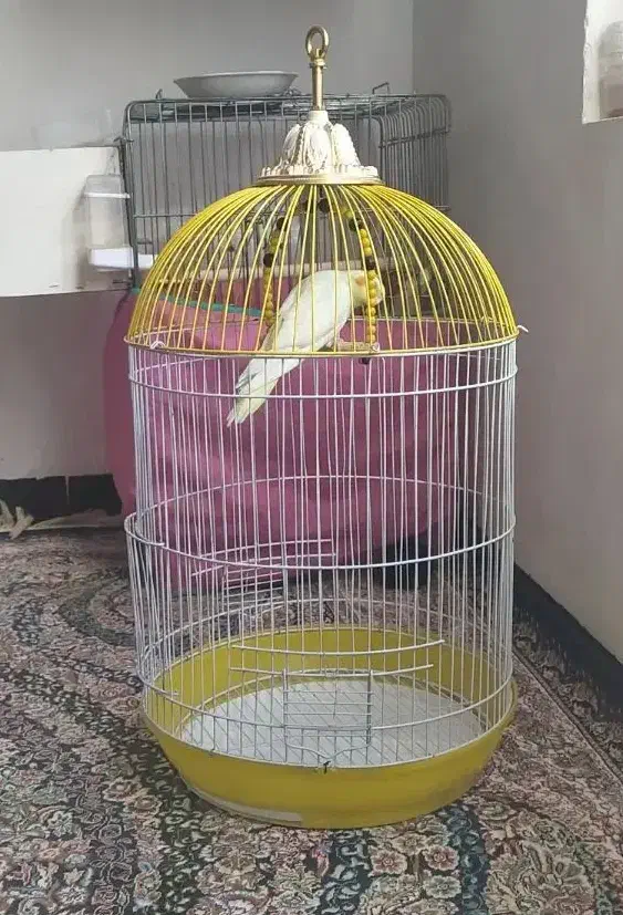 پرنده|پرنده|مریوان, |دیوار