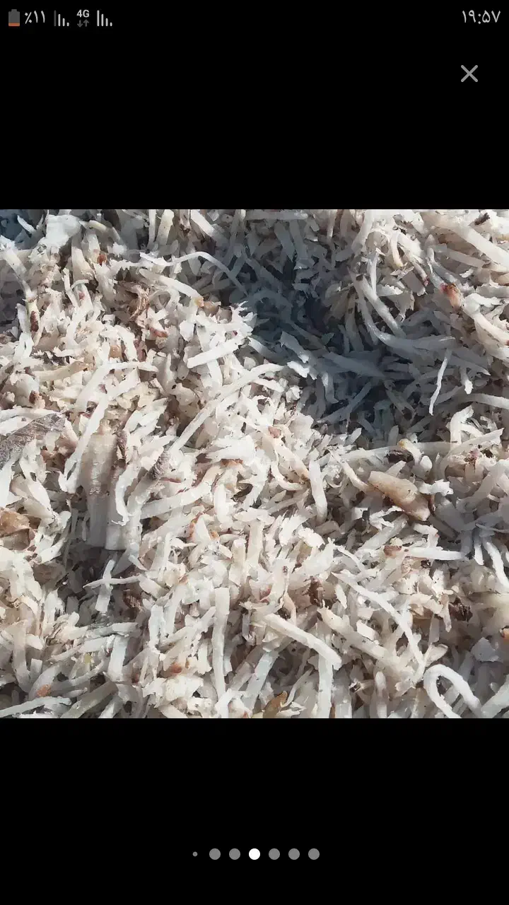 چغندر تر|حیوانات مزرعه|خلخال, |دیوار