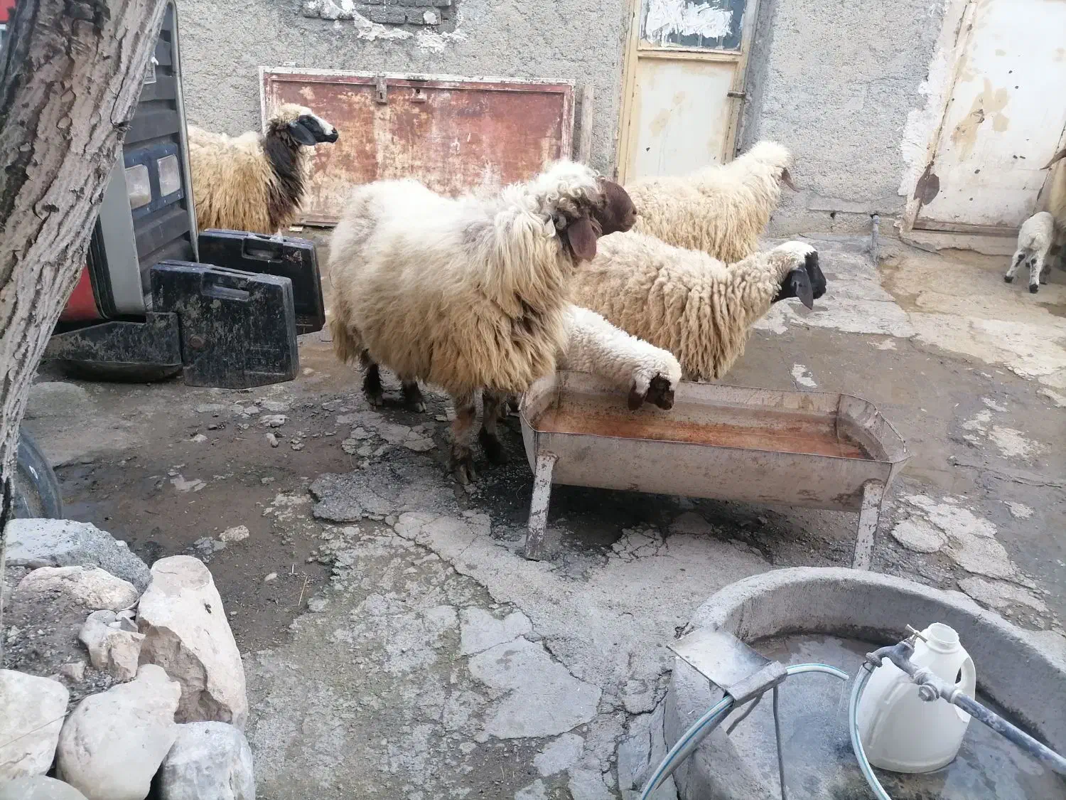 ورن|حیوانات مزرعه|گهواره, |دیوار