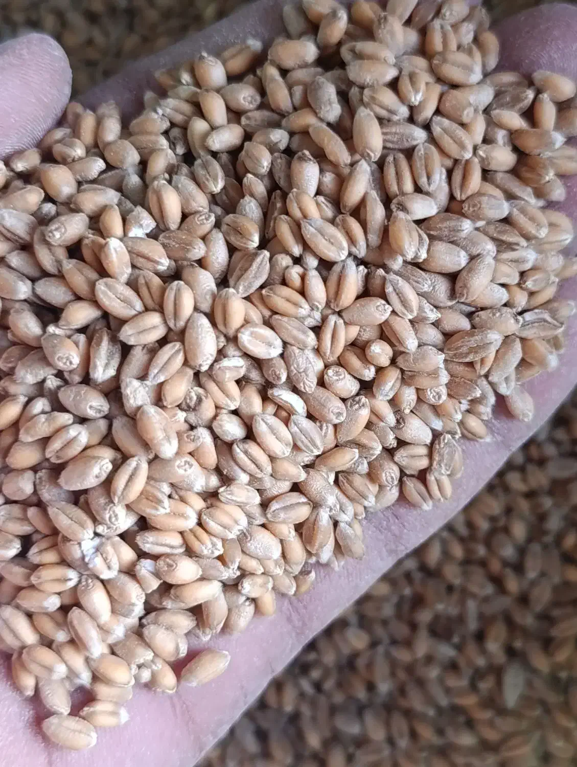 بذر گندم اوکیلد|گل و گیاه طبیعی|نمین, |دیوار