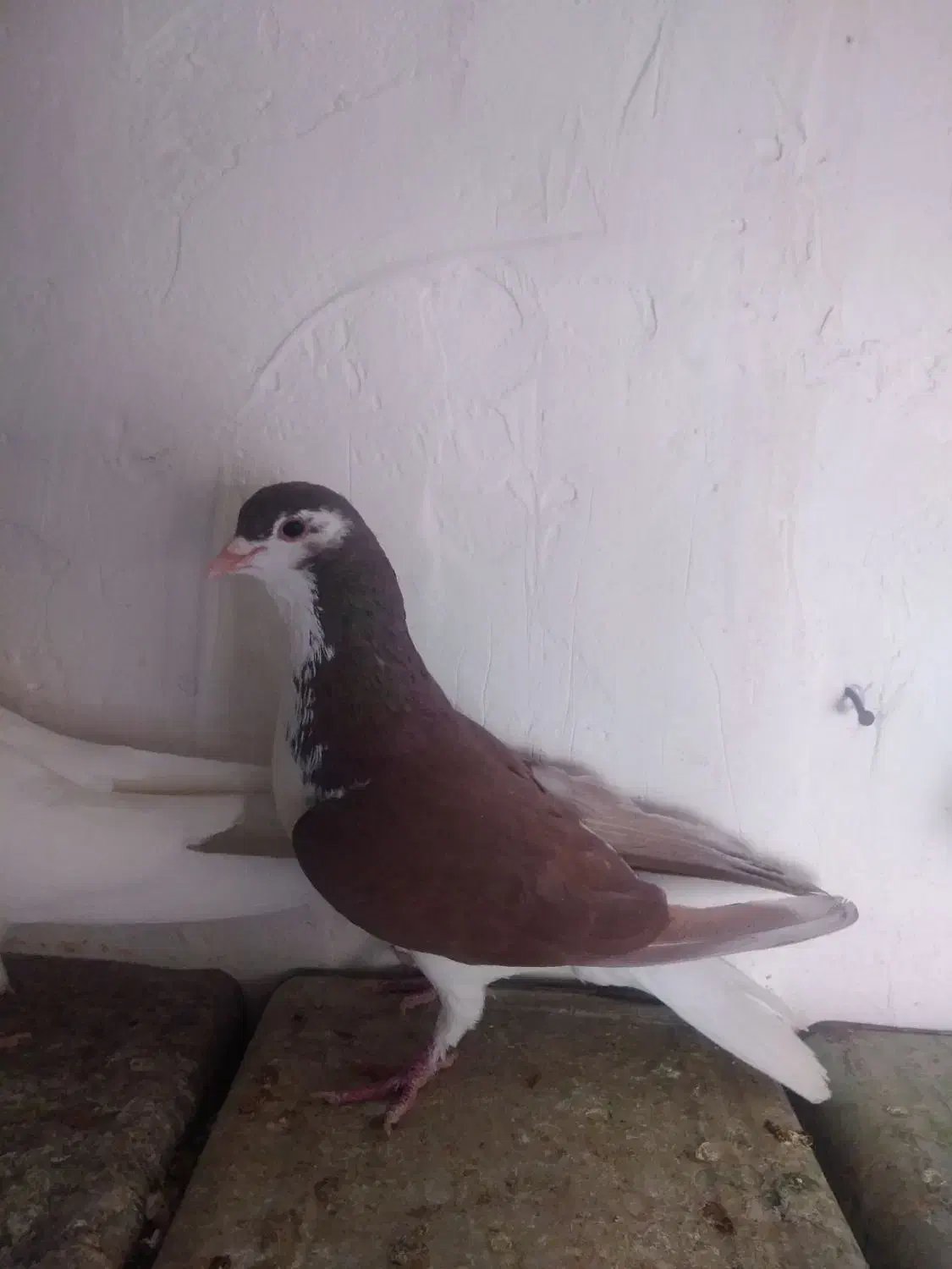 سه تا جنگ با دوتا نر فروشی|پرنده|زرند, |دیوار