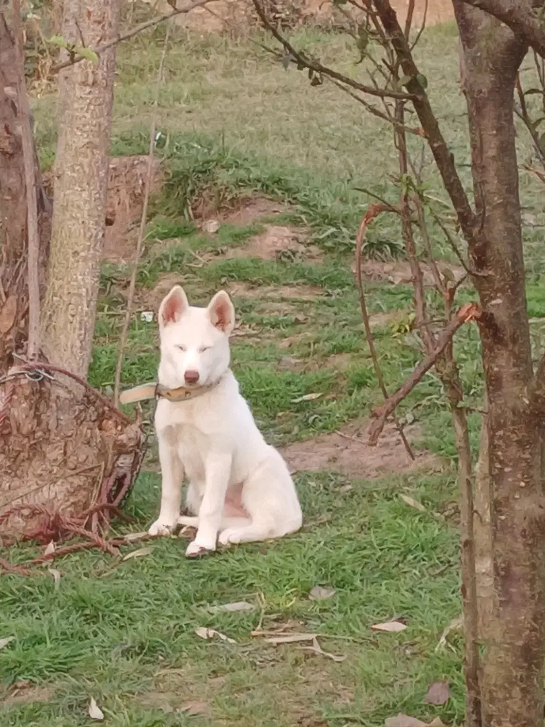 هاسکی سامویید|سگ|رشت, سعدی (تختی)|دیوار