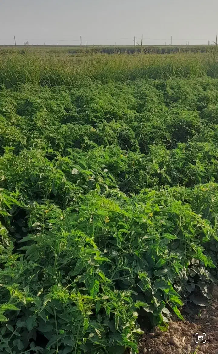 اجاره زمین کشاورزی ابی|اجارهٔ دفتر صنعتی، کشاورزی، تجاری|پارس‌آباد, |دیوار