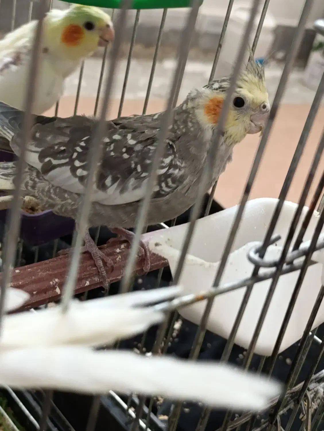 پرنده|پرنده|بیجار, |دیوار