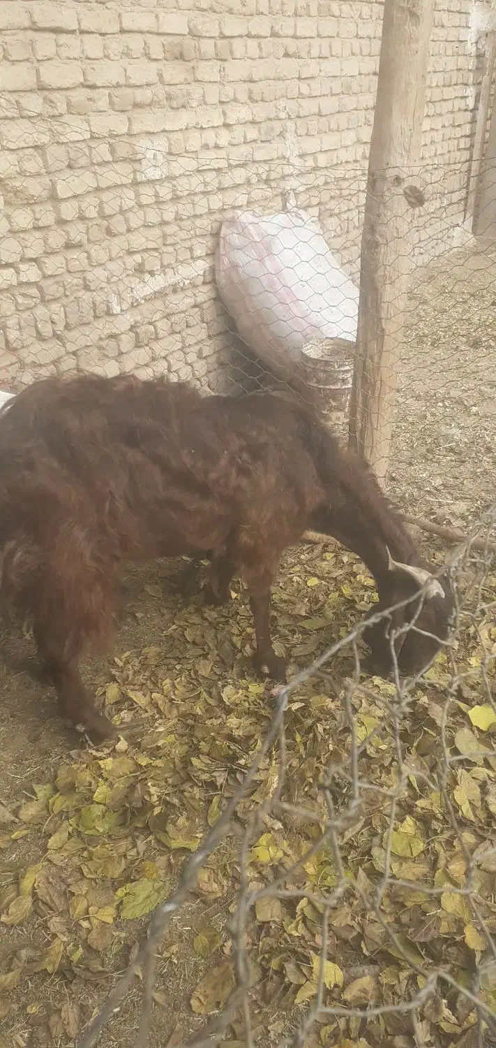 بز بزغاله|حیوانات مزرعه|جوادآباد, |دیوار