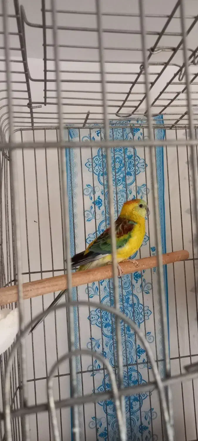 طوطی اوازخان/گرینچک|پرنده|محمدشهر, ولدآباد|دیوار