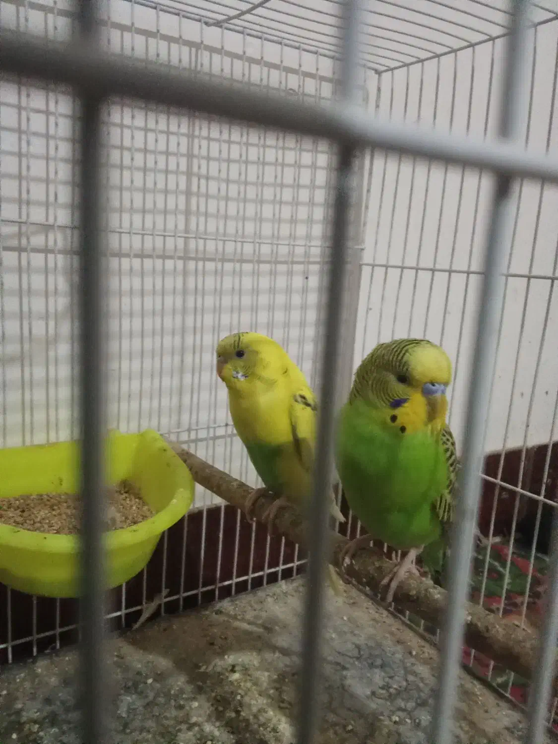 یک جفت مرغ عشق|پرنده|شیروان (خراسان), |دیوار