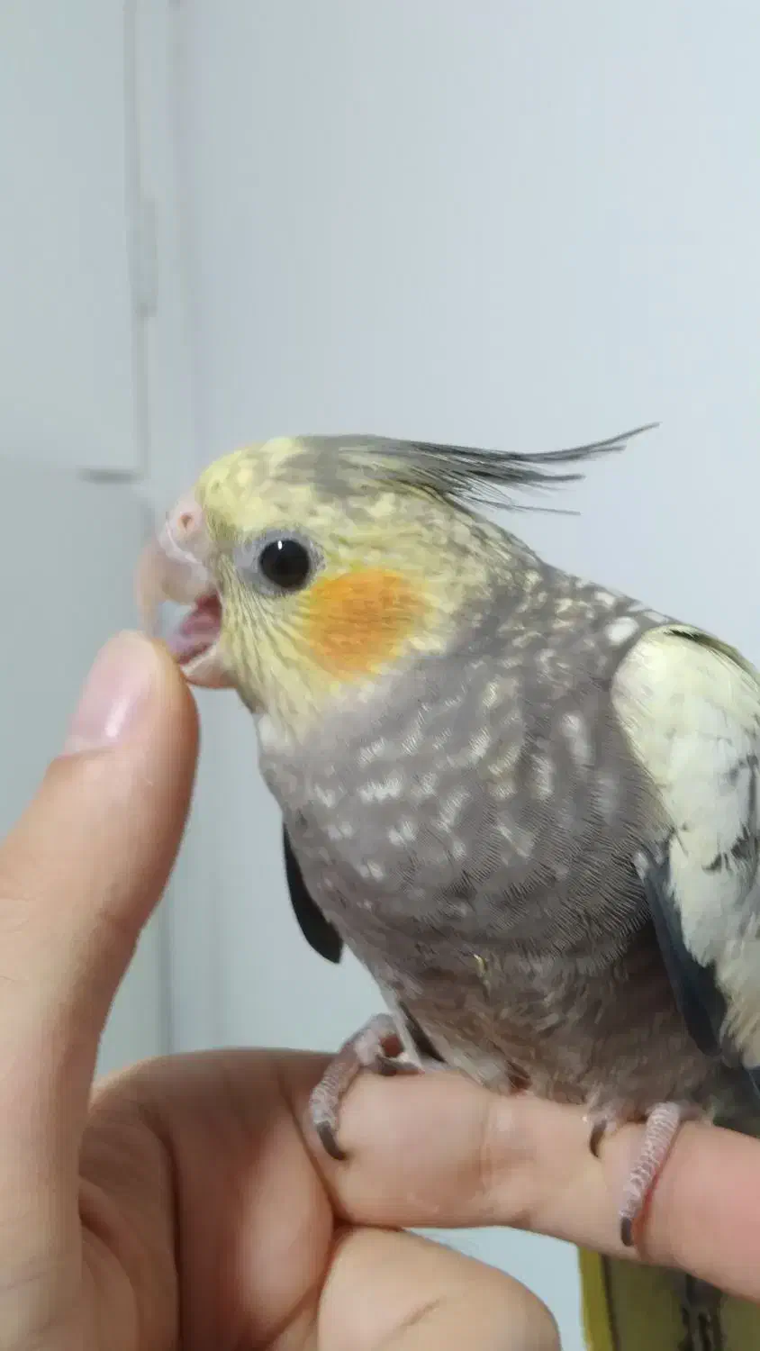 طوطی عروس هلندی های رام و چلوندنی وسخنگو رنگ مختلف|پرنده|قائم‌شهر, |دیوار