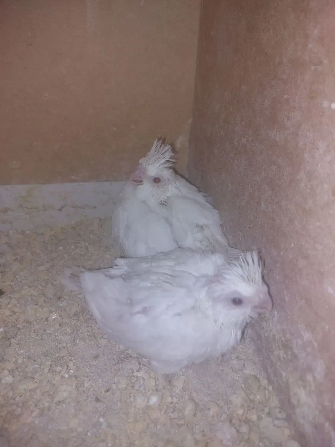 جوجه آلبینوسرلاکی|پرنده|گالیکش, |دیوار