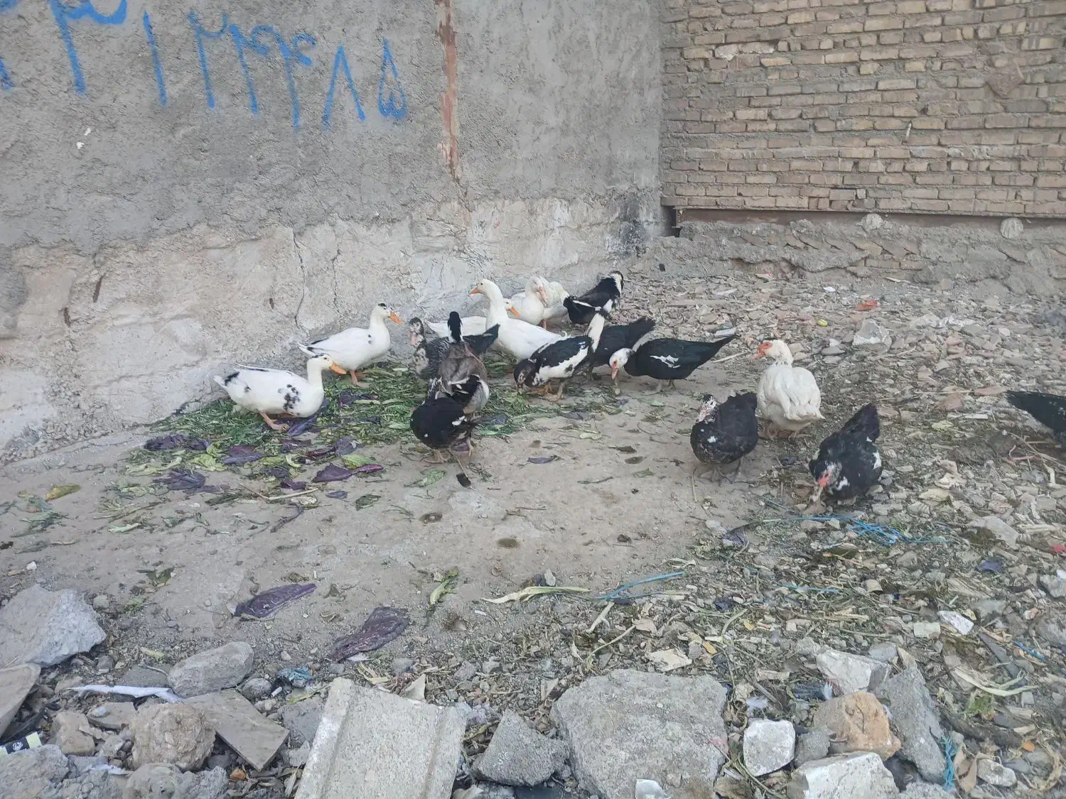 اردک محلی بزرگ|حیوانات مزرعه|رباطکریم, رباطکریم|دیوار