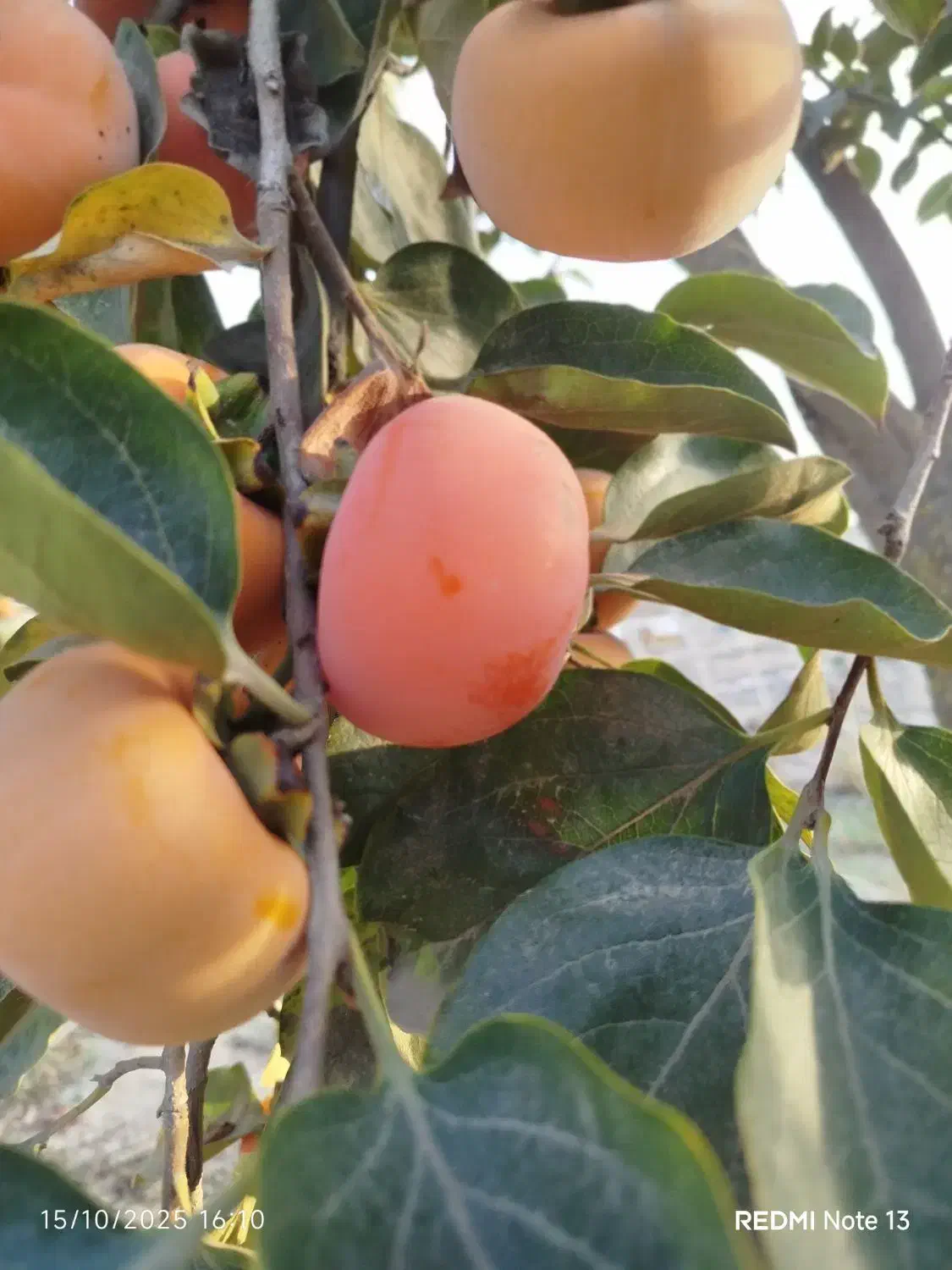 خرمالو|خدمات باغبانی و درختکاری|گنبد کاووس, |دیوار