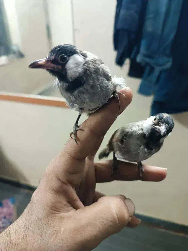 مرغ مینا|پرنده|اهواز, کوی شاهد|دیوار