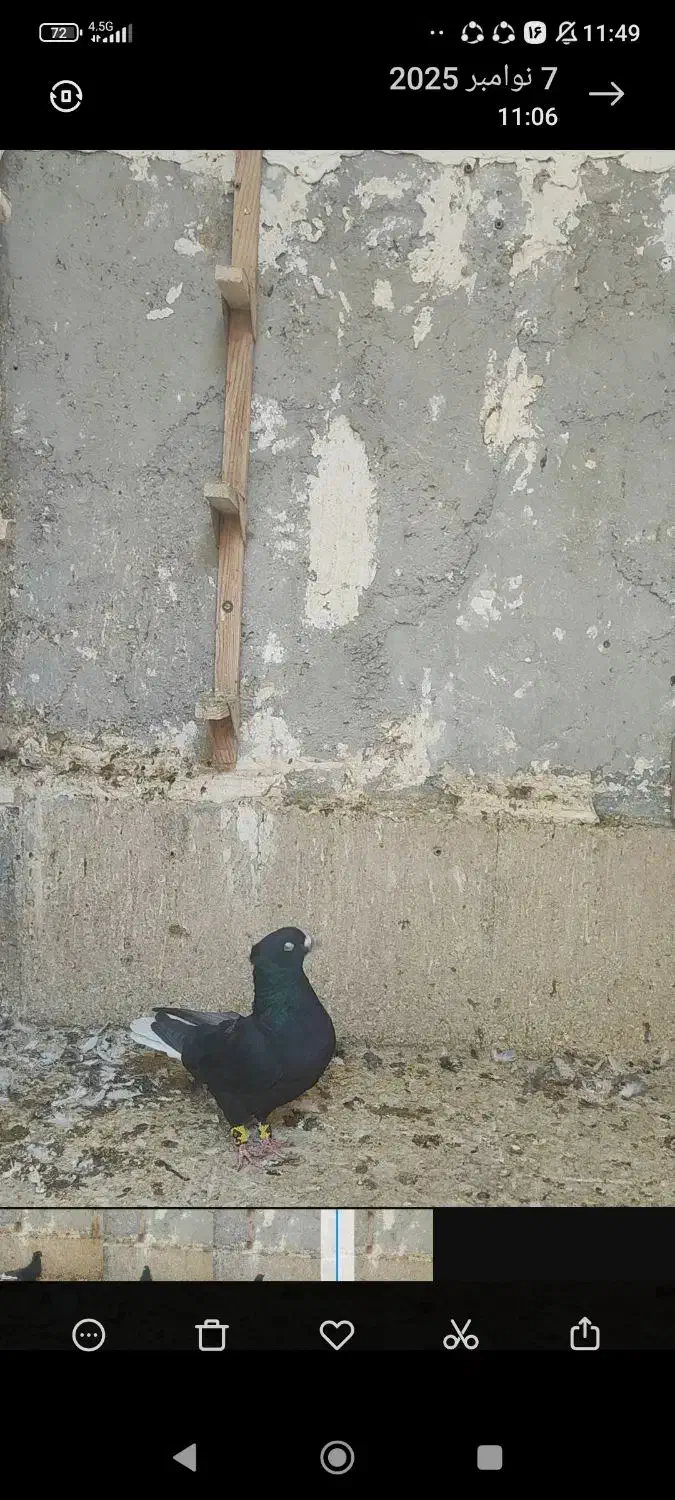 فروش چهار عدد دم سفید نر|پرنده|صحرای باغ, |دیوار