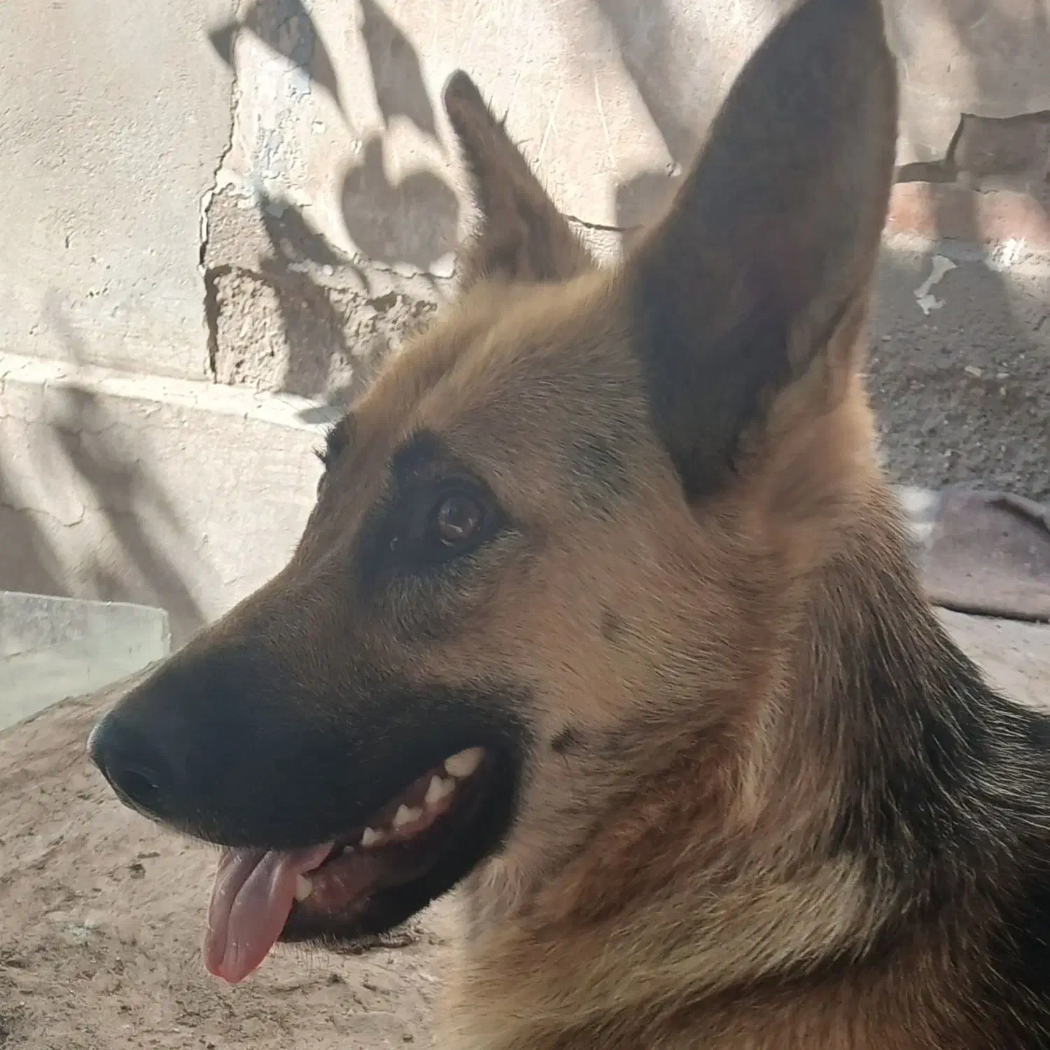 سگ خارجی هاسکی و ژرمن ورک|سگ|اردبیل, |دیوار