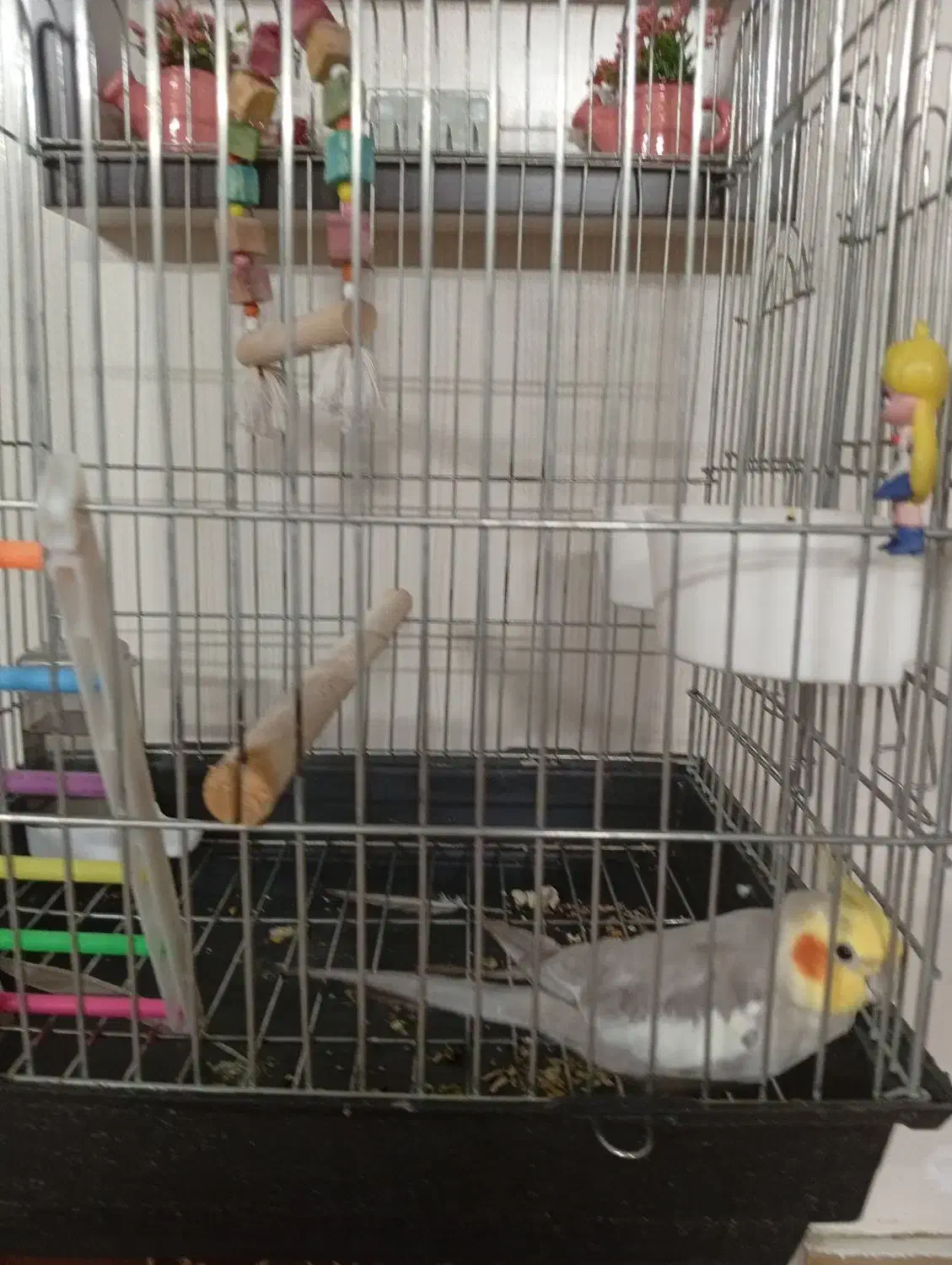 عروس هلندی نر سخنگو|پرنده|تهران, باغ خزانه|دیوار