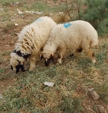 گوسفند ماده|حیوانات مزرعه|سوسنگرد, |دیوار