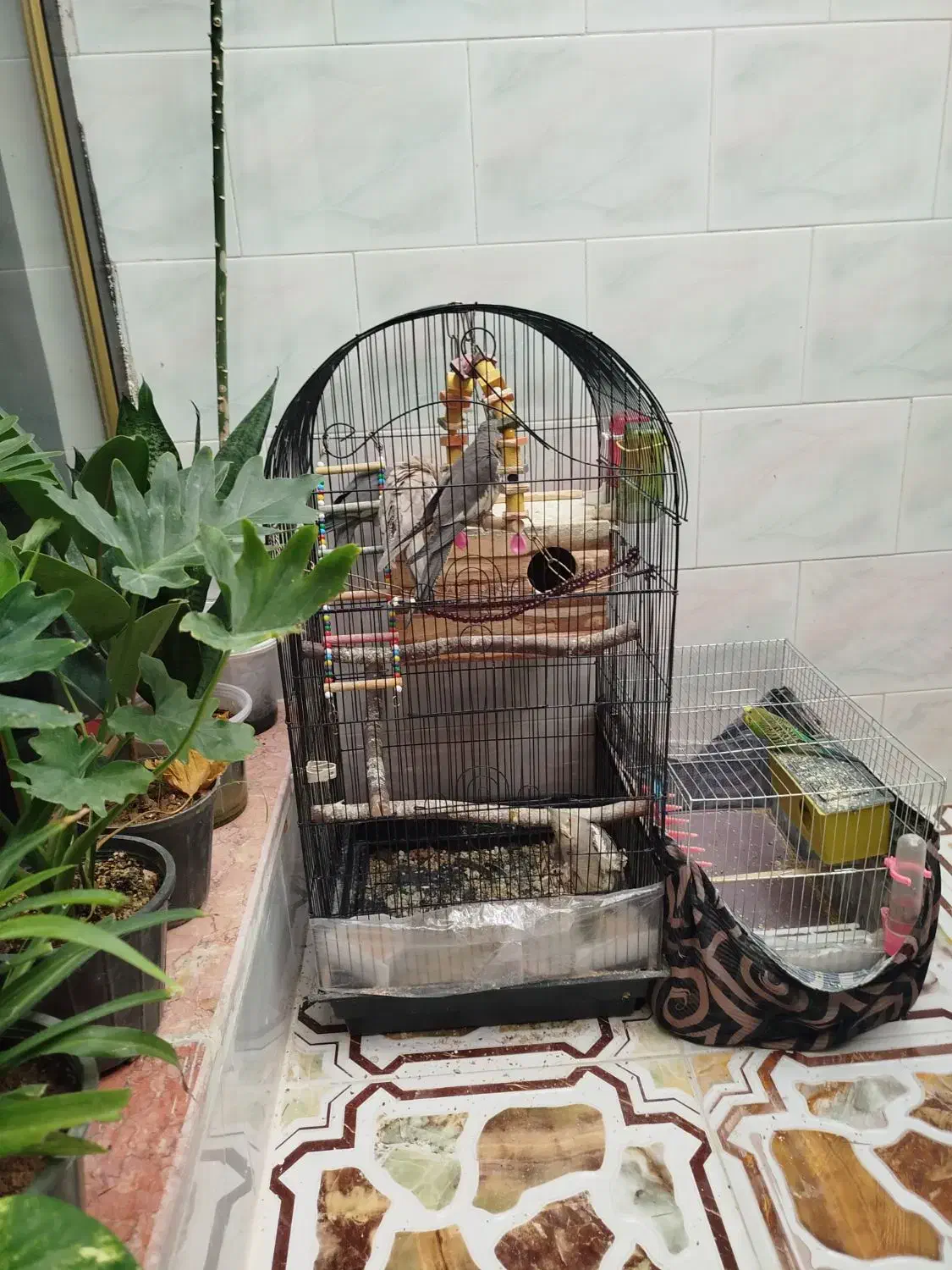 عروس هلندی و مرغ عشق|پرنده|شال, |دیوار