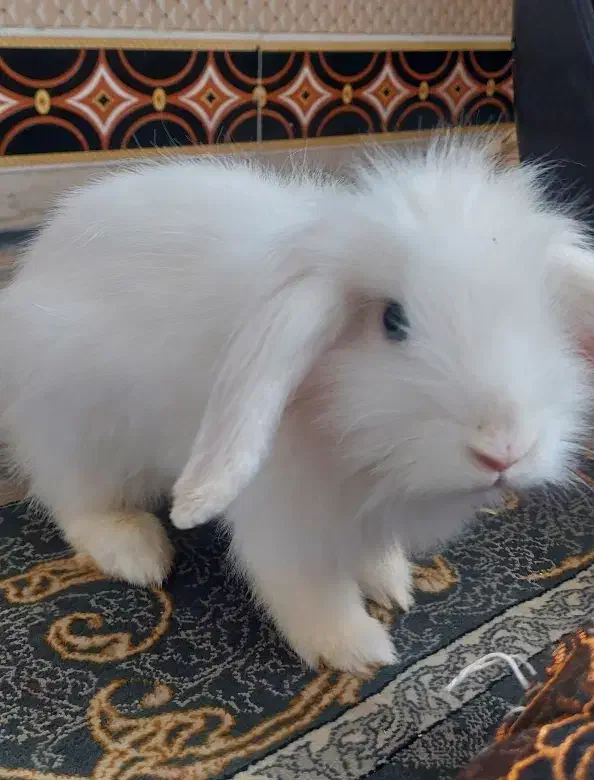 خرگوش لوپ معاوضه با پرنده|موش و خرگوش|بیرجند, |دیوار