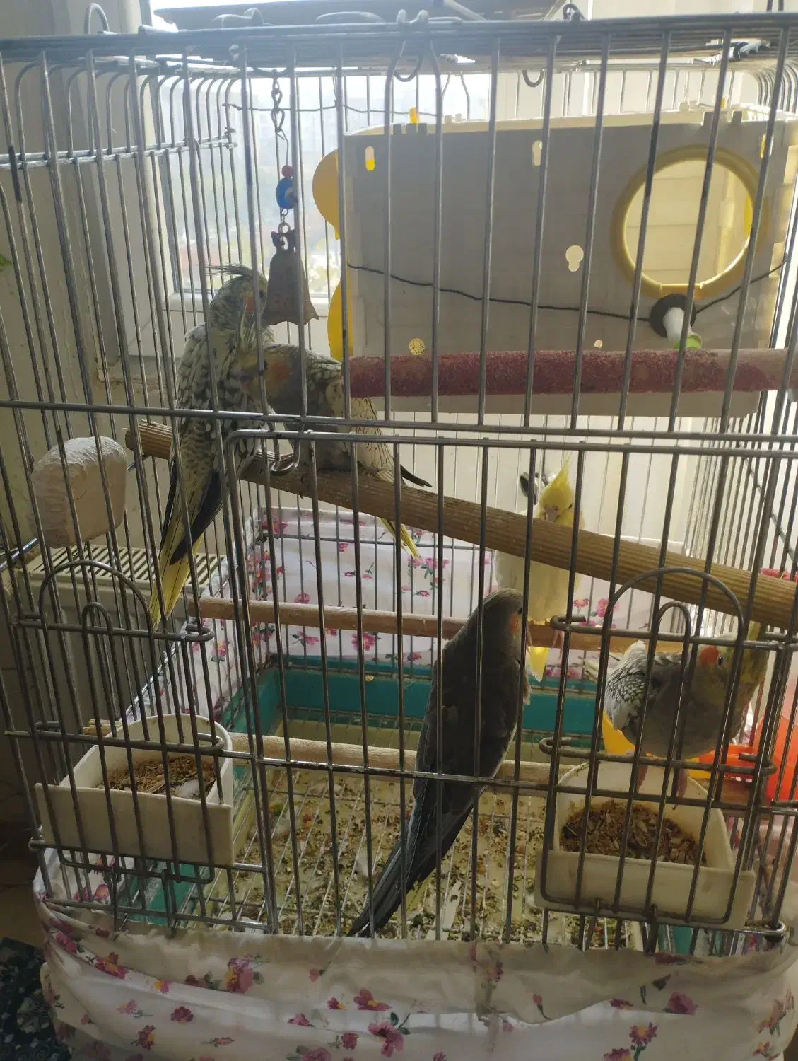 یه جفت عروس هلندی با سه عدد جوجه با تمام لوازم|پرنده|شهریار, شهرک شاهد|دیوار