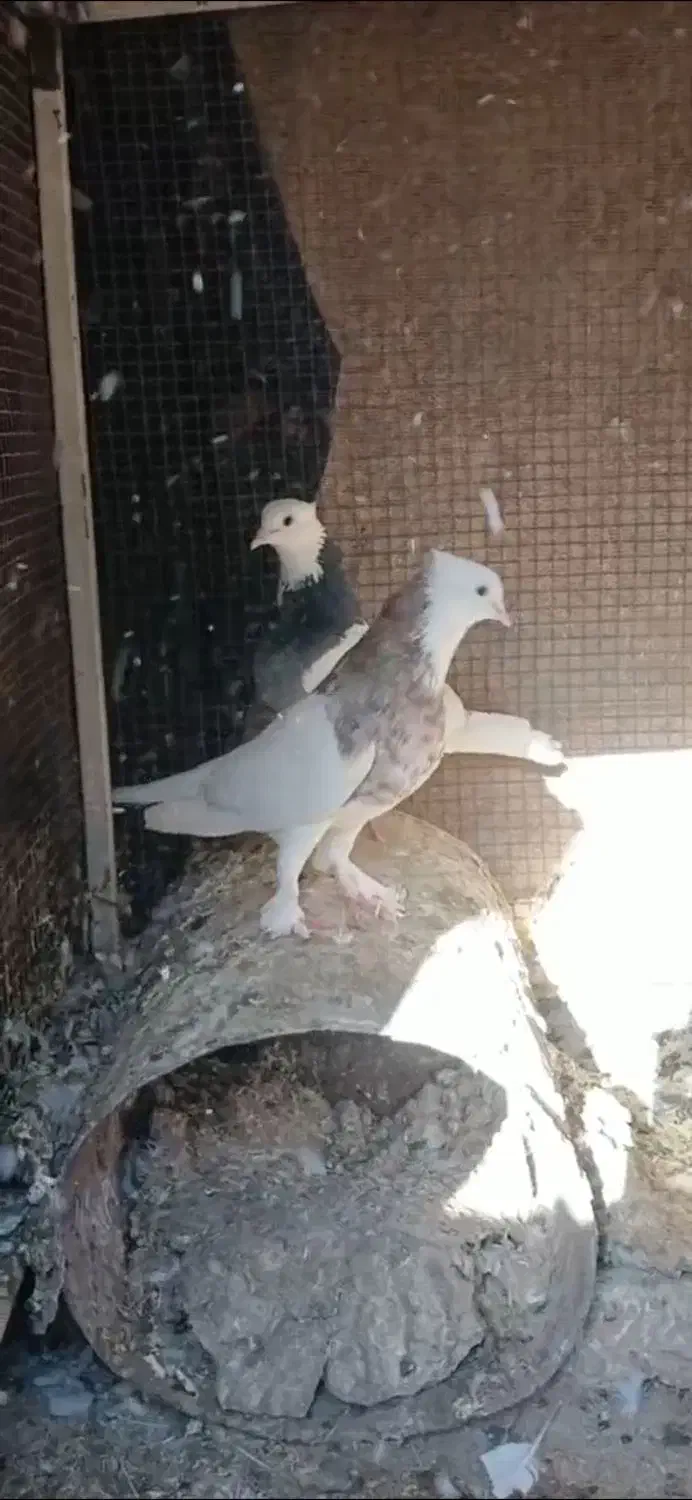 کفتر|پرنده|فردوس (خراسان), |دیوار